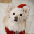 밤시(BAMSI) 이미지