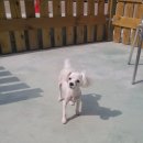 뿌리네 애견샵 이미지