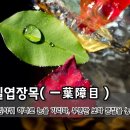 일엽장목(一葉障目) 잎사귀 하나로 눈을 가리다(부분만 보다 본질을 놓치다) 이미지