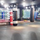 앨바트로 복싱 이미지