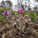 야생화 민박 이미지