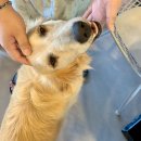 태안 알로하오에 애견풀빌라 이미지