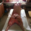 톨게이트 낚시터 이미지