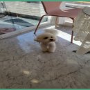 애견미용실 몽 이미지