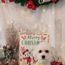 미용할개 이미지