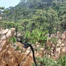 Black tree | Korean pine tree 한국의 소나무 (1)