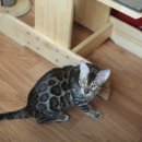 소유뱅갈캐터리 이미지