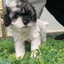 멍샵 | 인천에서 행복한 가족 만들기, 따뜻한 멍샵