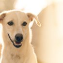 부산보조기 이미지