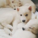 오남매농장 이미지