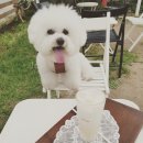 카페 시은우