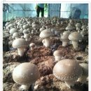 표고버섯효능과 위암에 좋은 차 표고버섯 줄기수 표고버섯 말리는법 이미지