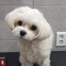 해솔동물병원 이미지