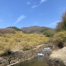 산수유꽃길민박 이미지