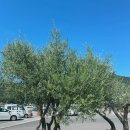 P-6210 | 다카마쓰 쇼도시마 올리브버스 시간표 엔젤로드 8월 일본 소도시 여행