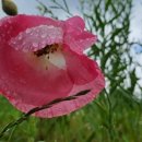 구들장청국장우렁쌈밥 이미지