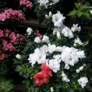 아젤리아 이미지