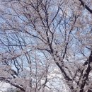 금릉초등학교 | [김천] 봄바람 휘날리며~ 흩날리는 벚꽃잎이 예쁜, 벚꽃명소 : 연화지 + 오삼이 이벤트