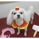 댄디애견 이미지