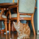 행복한 고양이 이미지