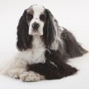 일산 클래식 동물병원 이미지