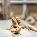 두티동물병원 이미지