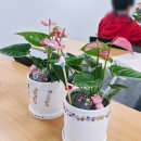 내 마음의 정원, 반려식물 테라피 | 지원 원예치료 프로그램 마음 정원 5회기 광진노인종합복지관 내 마음의 보석돌, 안스리움 반려 식물 심기