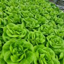 샌드위치와 샐러드(오후) 이미지