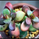 마;미미 Daum카페