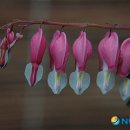 금낭화
