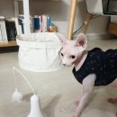자동사냥 장난감 펫스노위 오뚜기 롤리폴리 고양이 장난감 후기_내돈내산펫장난감