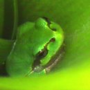 청개구리 이미지