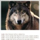 여우야늑대야 이미지