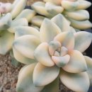 살구미농장 이미지