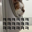 시흥i동물병원 | 대구 달서구 유천동 동물병원 유천i동물병원 고양이 건강검진 후기 심장검진까지