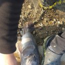 등대바다낚시터 이미지