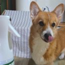 그린펫동물병원 이미지