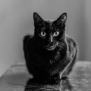 검은고양이 이미지