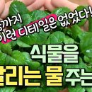 물 그냥 주면 말라요!🚨식물을 살리는 물주는 방법!🌿식물을 잘 기르는 특급비밀 노하우 대방출!😆💚 오월애 구독자 1.84만명 이미지