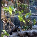 인도네시아에서 사육하는 사향고양이 이미지