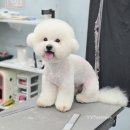 강실장펫살롱 이미지