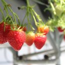 거북이동산 이미지