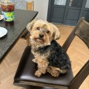 도그노크 이미지