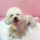 댕로하 애견유치원&애견미용 이미지