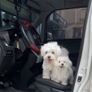 제갈견 동물병원 이미지