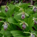 비수구미민박 이미지