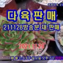 영광다육