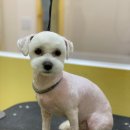 뽀짝뽀짝 애견 미용실 이미지