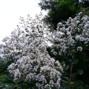 흰 배롱나무 이미지