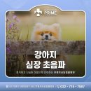 부평프라임동물병원 | 작전동 동물병원 강아지 수면 호흡수 및 심장 초음파 검사 [부평프라임동물병원]